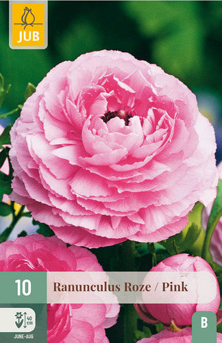 Āzijas gundega Pink 6/7 (10 gab. paciņā)