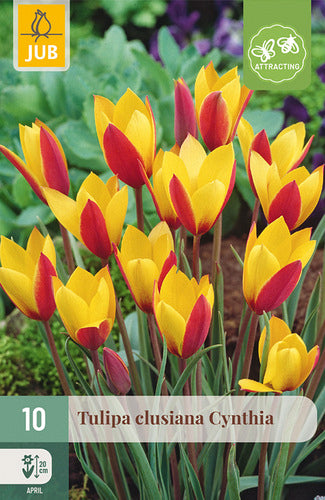 Klūzija tulpe Cynthia 6/+
