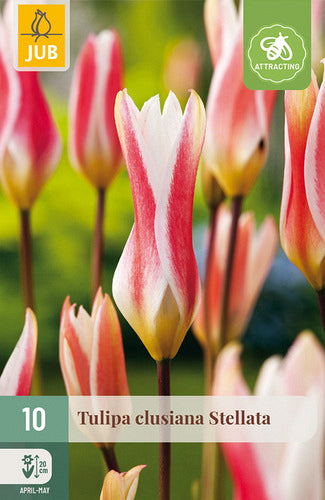 Klūzija tulpe Stellata 6/+