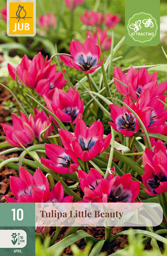Zemā tulpe Little Beauty 6/+