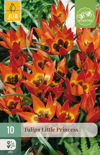 Tulpe Little Princess 6/+