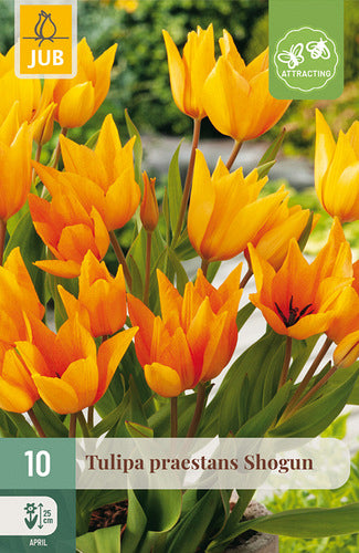 Izcilā tulpe Shogun 8/9