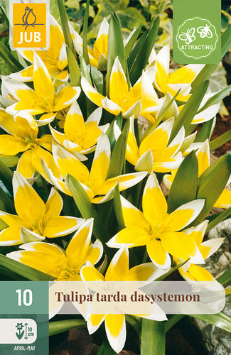 Vēlīnā tulpe Daystemon 7/8