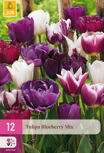 Tulpju maisījums Blueberry Mix 11/12