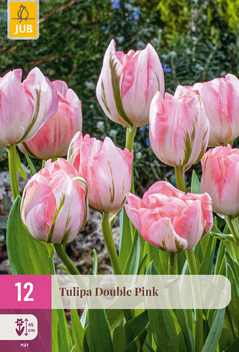 Tulpe, pild. z. Double Pink 11/12