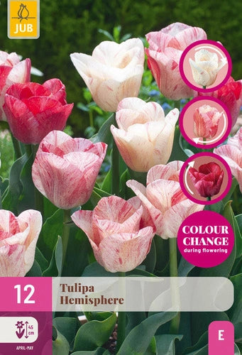 Tulpe triumfa Hemisphere 11/12 (12 sīpoli paciņā)