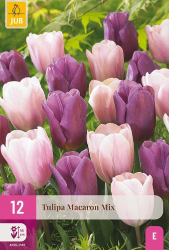 Tulpe triumfa Macaron Mix 11/12 (12 sīpoli paciņā)