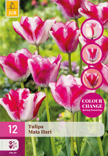Tulpe, triumfa Mata Hari 11/12