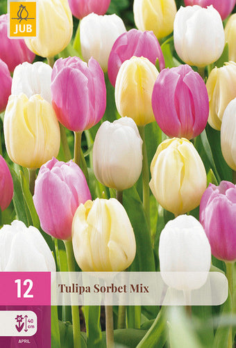 Tulpju maisījums Sorbet Mix 11/12