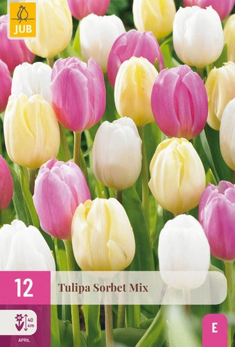 Tulpe Sorbet Mix 11/12 (12 sīpoli paciņā)