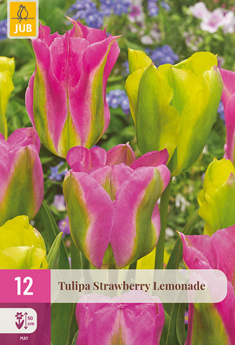 Tulpe, zaļziedu Strawberry Lemonade 11/12