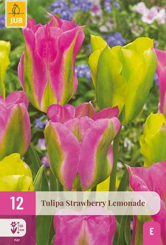 Tulpe zaļziedu Strawberry Lemonade 11/12 (12 sīpoli paciņā)