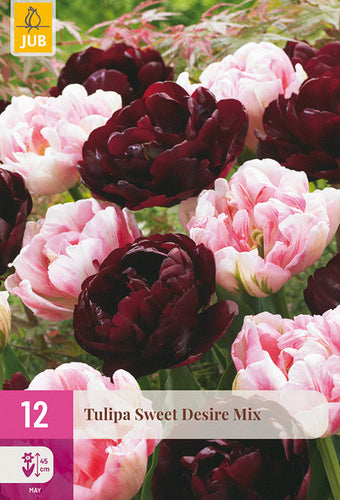 Tulpe, vēla, pild. z. Sweet Desire Mix 11/12