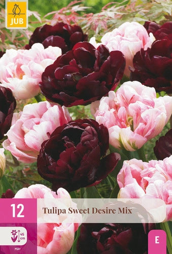 Tulpe vēlā pildīts zieds Sweet Desire Mix 11/12 (12 sīpoli paciņā)