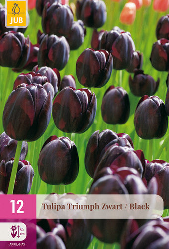 Tulpe, triumfa Zwart/ Black 11/12