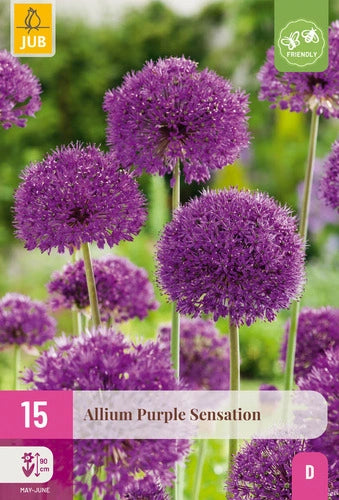 Dekoratīvais sīpols Allium Purple Sensation 10/12