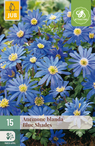 Jaukā anemone Blue Shades 5/+