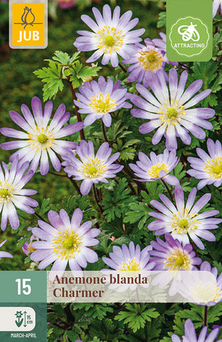 Jaukā anemone Charmer 5/+