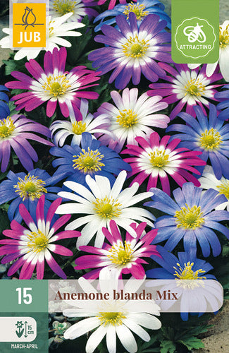 Jaukā anemone Mix 5/+