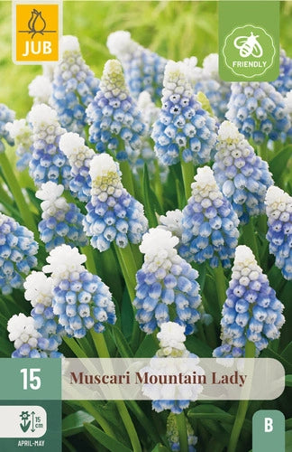 Muskare Muscari armeniacum Mountain Lady 7/8