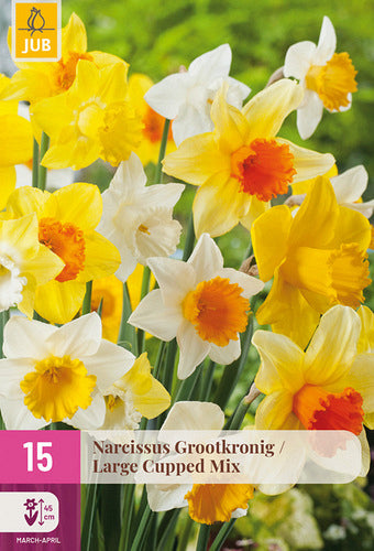 Narcise lielziedu Large Cupped Mix 12/14