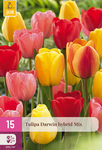 Tulpe, Darvina hibrīds Mix 11/12