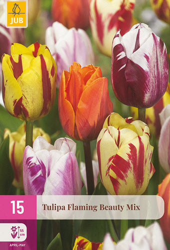 Tulpe Flaming Beauty Mix 11/12 (15 sīpoli paciņā)