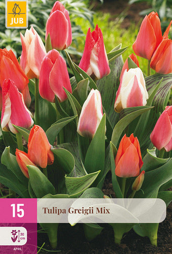 Tulpe, Greiga Mix 11/12