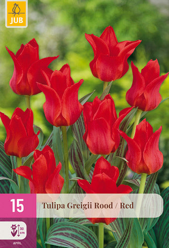 Tulpe, Greiga Red 11/12