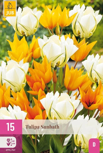 Tulpe Sunbath 11/12-9/+ (15 sīpoli paciņā)