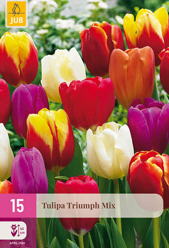 Tulpe, triumfa Triumph Mix 11/12
