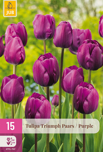 Tulpe, triumfa Triumph Purple 11/12