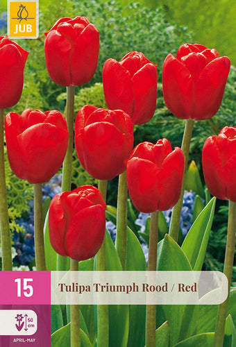 Tulpe, triumfa Triumph Red 11/12