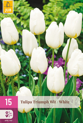 Tulpe, triumfa triumph White 11/12