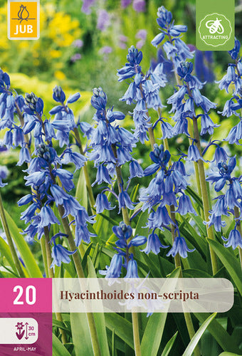 Vienkāršā pahiacinte 7/8
