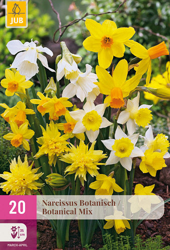 Botāniskā narcise Botanical Mix 10/12
