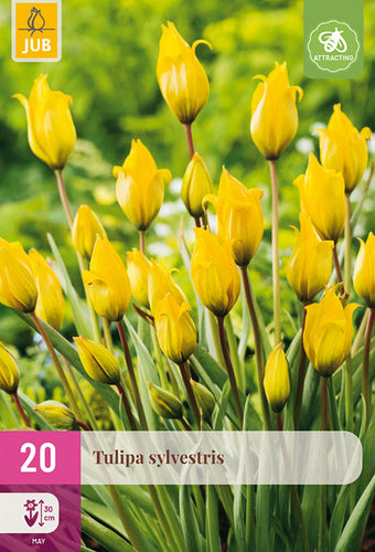 Meža tulpe 5/6