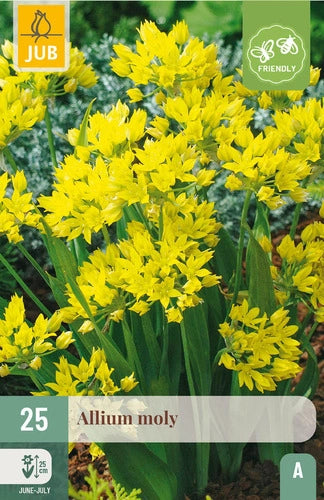 Dekoratīvais sīpols Allium moly 4/5