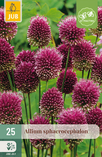 Apaļgalvas sīpols Allium sphaerocephalon 5/6 (25 gab. paciņā)