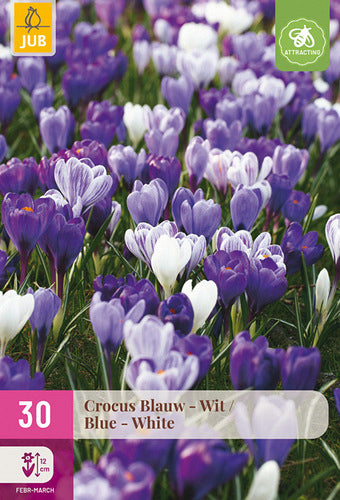 Krokuss Crocus Blue-White 7/8 (30 gab. paciņā)