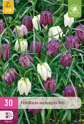 Rūtainā fritilārija Mix 6/7
