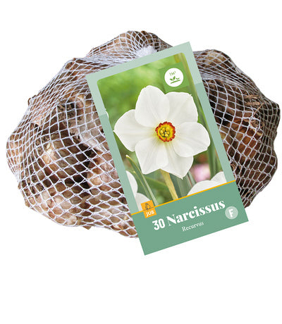 Narcise dzejnieku Narcissus Recurvus 10/12 (30 gab. tīkliņā)