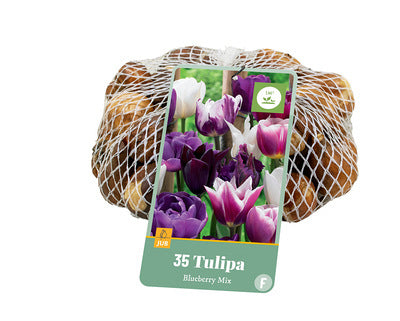 Tulpju maisījums Blueberry Mix (tīkliņā) 11/12