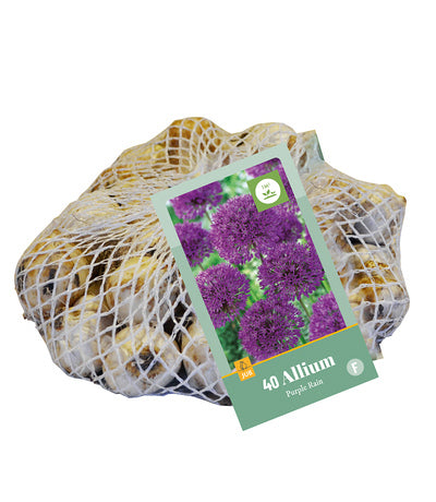 Dekoratīvais sīpols Allium Purple Rain 10/12 (40 gab. tīkliņā)