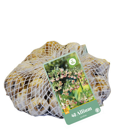 Dekoratīvais sīpols Nectaroscordum siculum (tīkliņā) 10/12