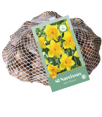 Narcise Narcissus Yellow 10/12 (40 gab. tīkliņā)