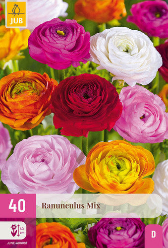 Āzijas gundega Ranunculus asiaticus Mix 5/6 XXL (40 gab. paciņā)