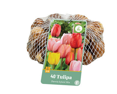 Tulpe Darvina hibrīdu Mix 11/12 (40 sīpoli tīkliņā)