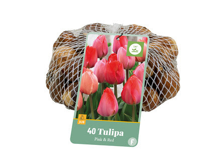 Tulpe triumfa Roze- Rood/ Pink-Red 11/12 (40 sīpoli tīkliņā)