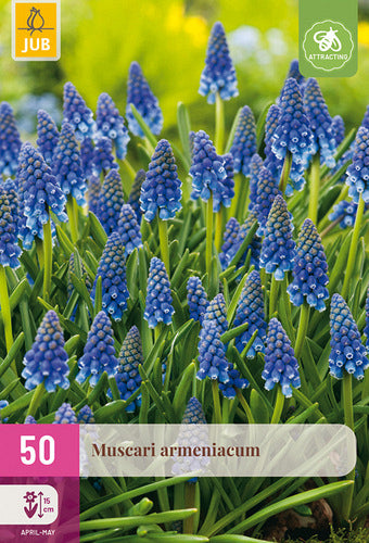 Armēnijas muskare 8/9